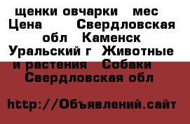 щенки овчарки 2 мес › Цена ­ 1 - Свердловская обл., Каменск-Уральский г. Животные и растения » Собаки   . Свердловская обл.
